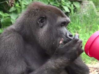 Tierische Weihnachten: Festtagsschmaus im Zoo von Sydney