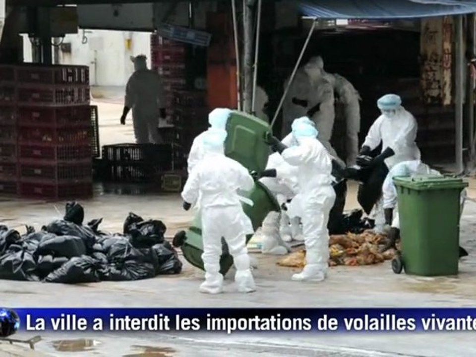 Grippe aviaire: Hong Kong abat 17 000 poulets