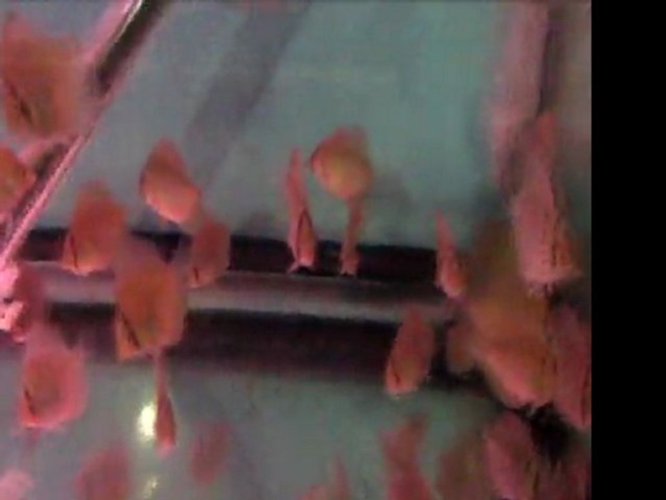 55 Günlük Yavrular