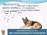 Secretos del Entrenamiento para Perros Pastor Aleman