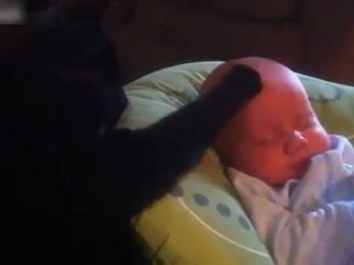 Cat Comforts Crying Baby