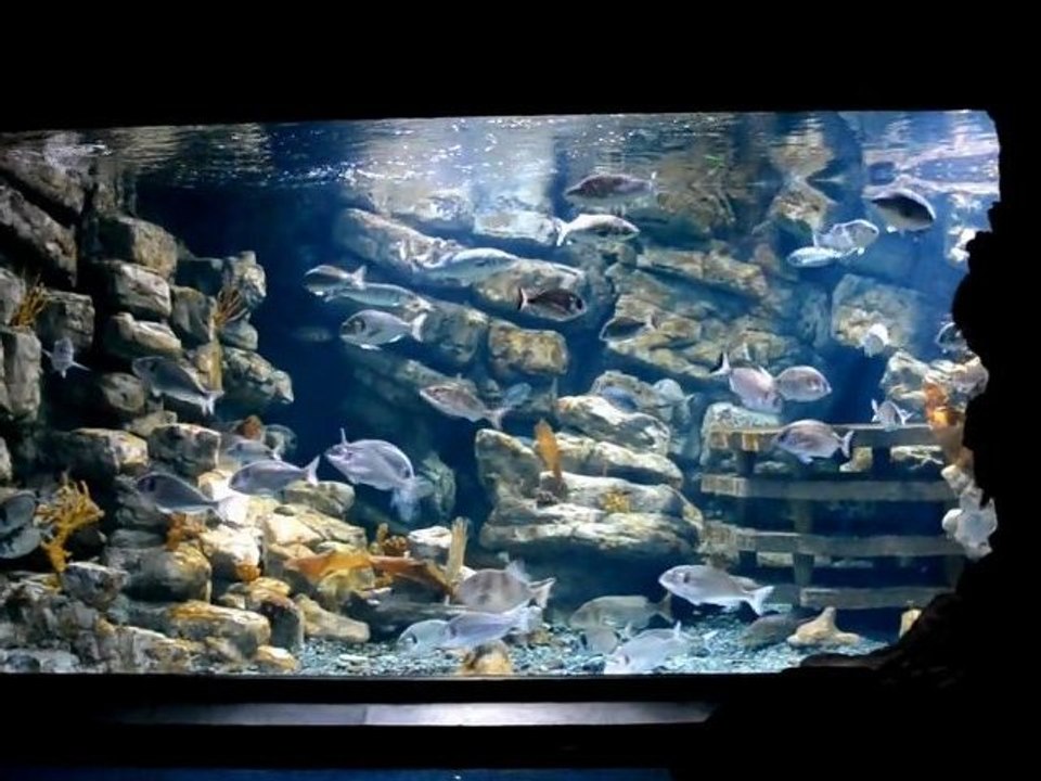 Acuarium