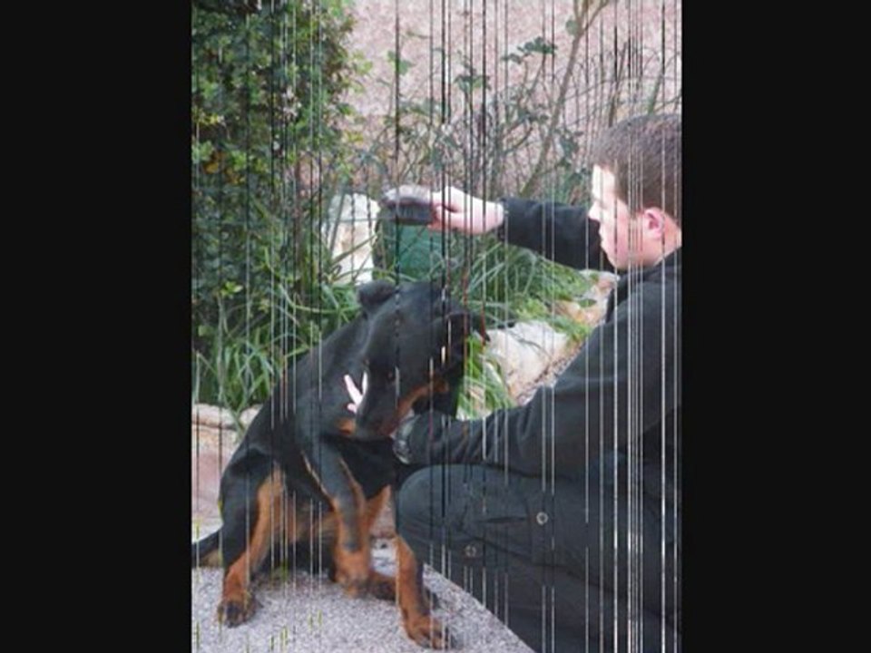 Brossage de pépette