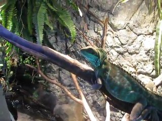 Titus mon dragon d eau