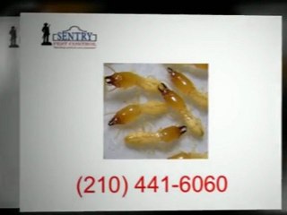 Termite Control San Antonio