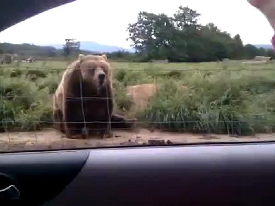 Winkender Bär