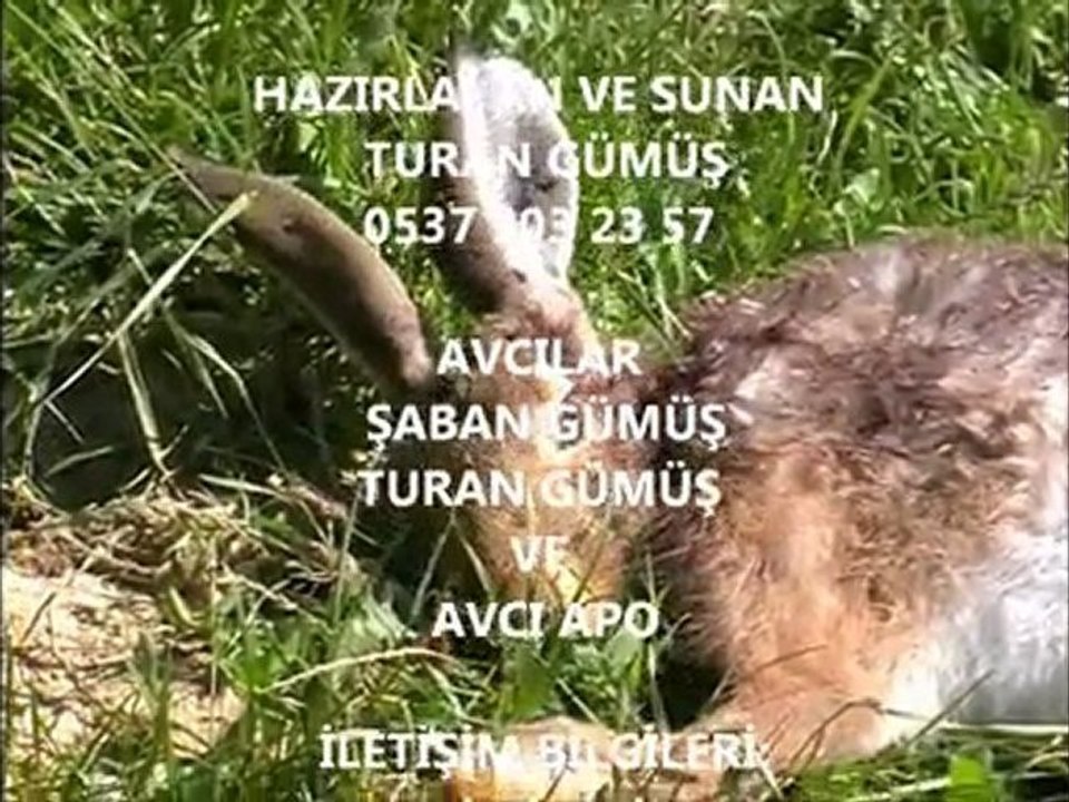 SAFKAN  KOPOYLAR İLE TAVŞAN AVI  2 (T.G)  www.kopoycu.net