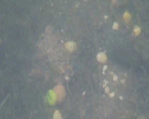 Analyse - PVA Stick underwater