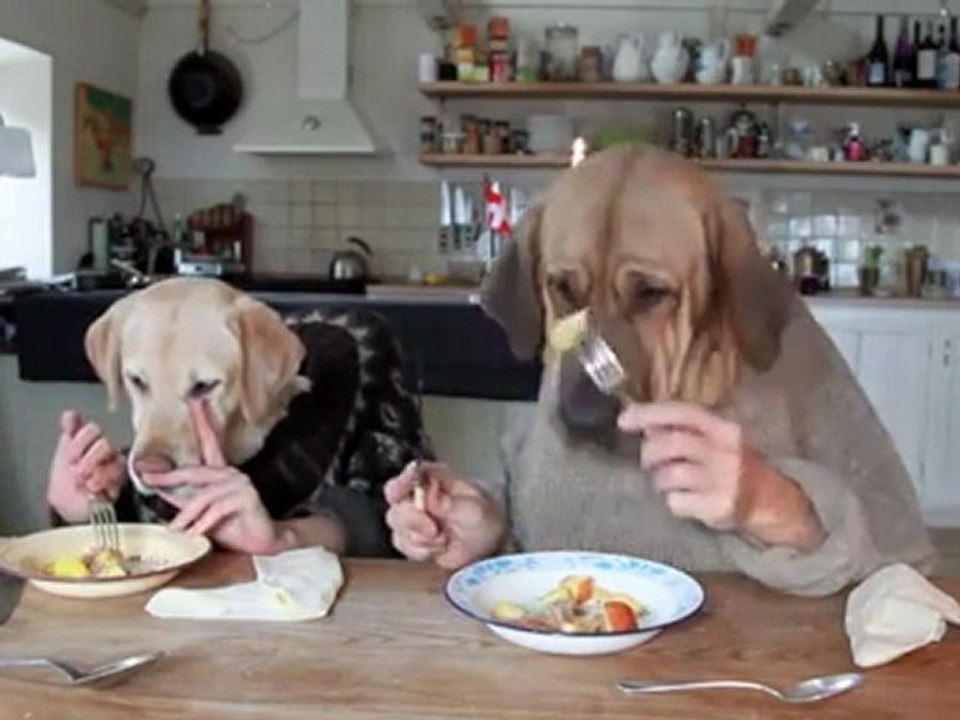 DOS PERROS COMIENDO EN UN RESTAURANTE