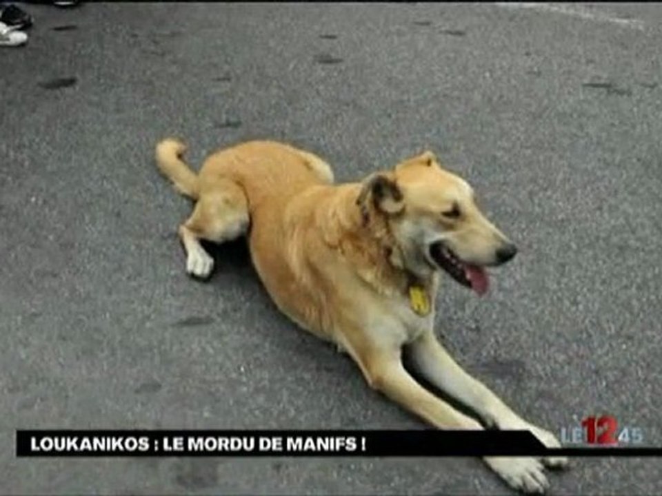 Loukanikos est un chien pas comme les autres...