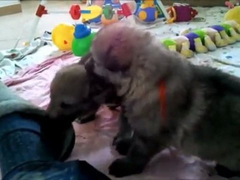 BB novembre Indiana-3 semaines