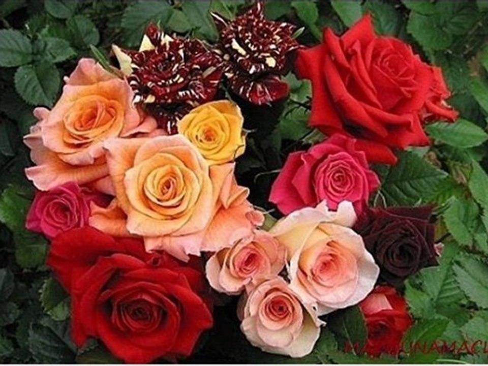 ๑۩۞۩๑d๑۩۞۩๑houari benchenet.....mandir mahna yana we yana๑۩۞۩๑m๑۩۞۩๑.