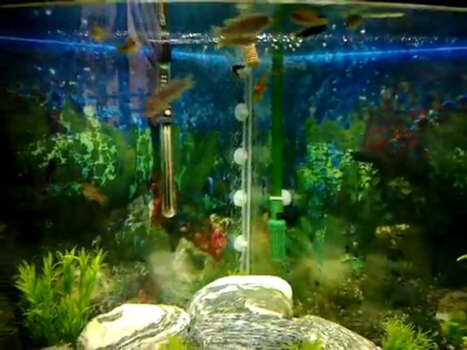 Üçgen Malawi Akvaryum