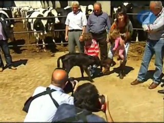 Nace en Frómista (Palencia) 'Got', el primer toro bravo clonado