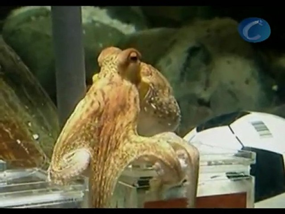 El pulpo Paul acertó al predecir que España ganaría a Alemania