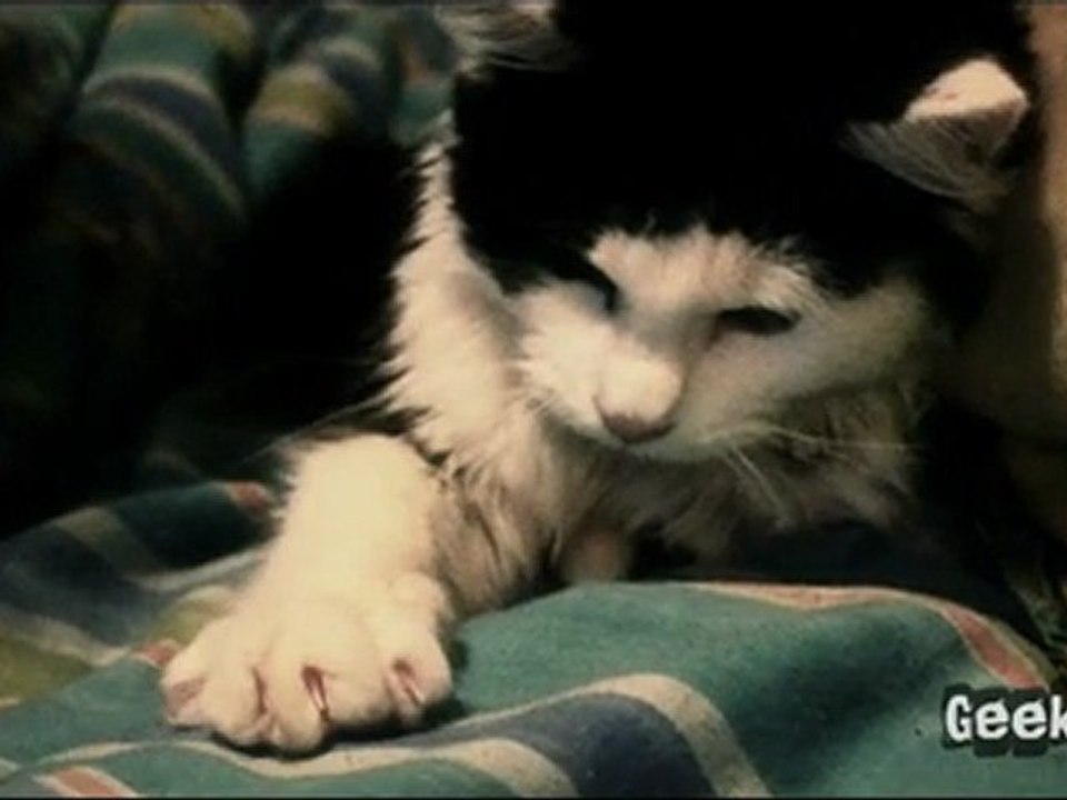 The Cats ! by GeekMans.Com