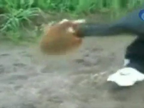 Un hámster con instintos asesinos ataca a los rusos