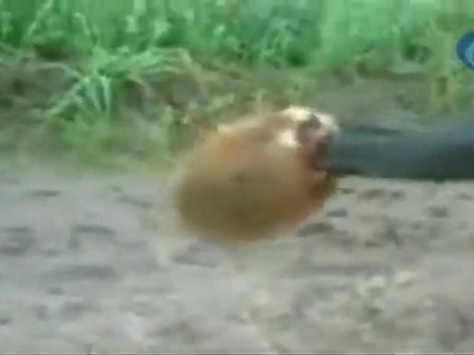 Hamster with killer instinct attacks Russians