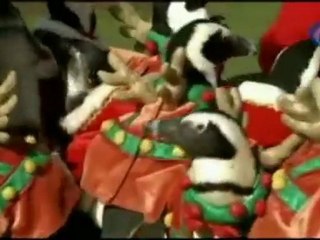 Visten a los pingüinos del zoo de Papa Noel