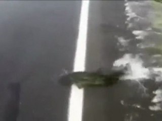 Insólito: Salmones cruzando una carretera