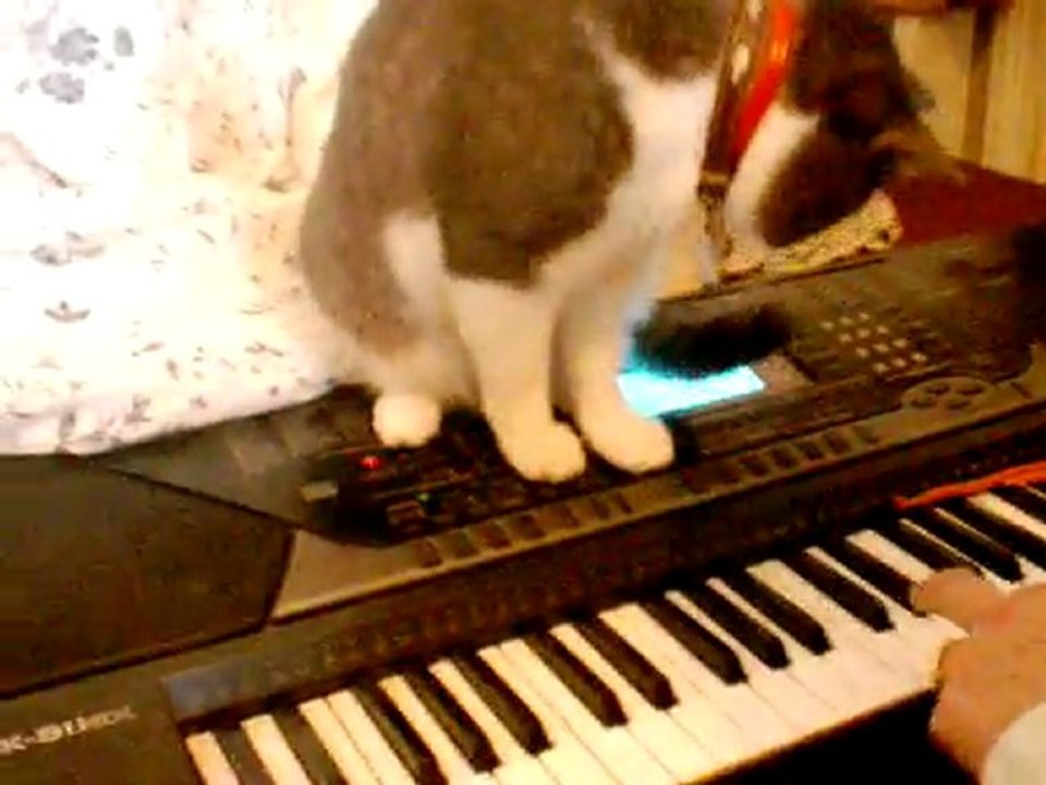 peluche le musicien