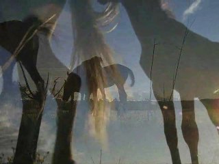 Le cheval au-delà des limites terrestres…