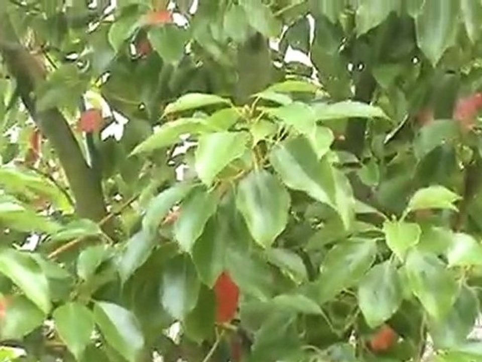 1er Journal Télévisé participatif - BVD Tv  -  Bastia Ville Digitale 2011