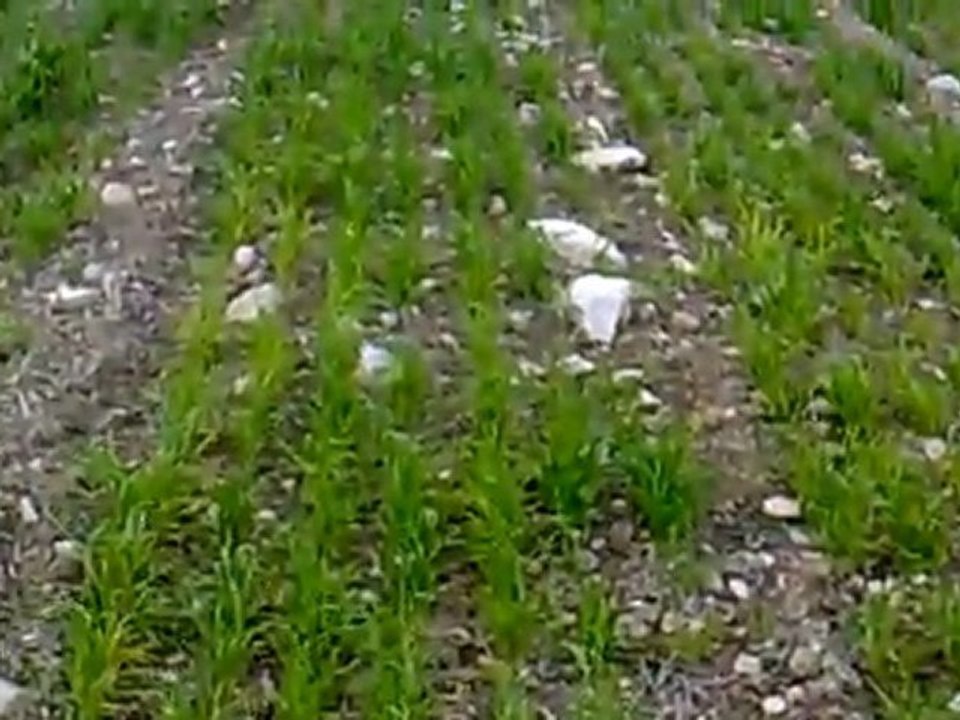 AVDAN KÖYÜ-POLATLI 2011