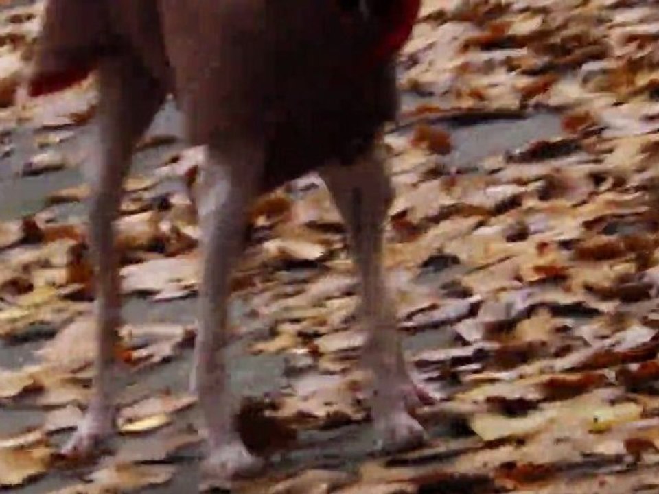 pli