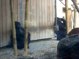 Gorilles / Zoo d'anvers 3 * 2011
