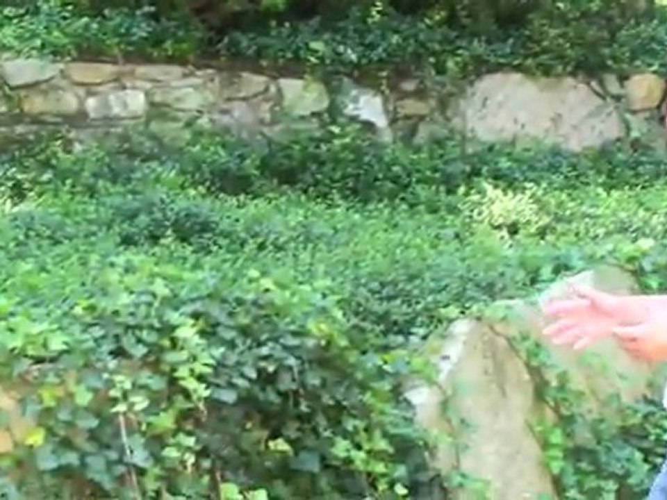 How To Select Winter Plants