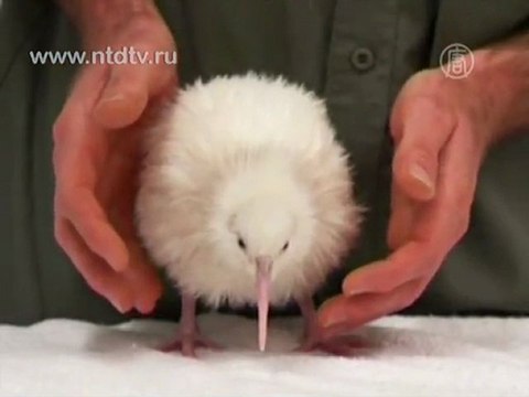 Второй в мире белый киви появился на свет