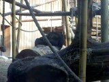 Gorilles / Zoo d'anvers 5 * 2011