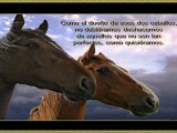 Dos caballos Viven alli (conoce Asturias)