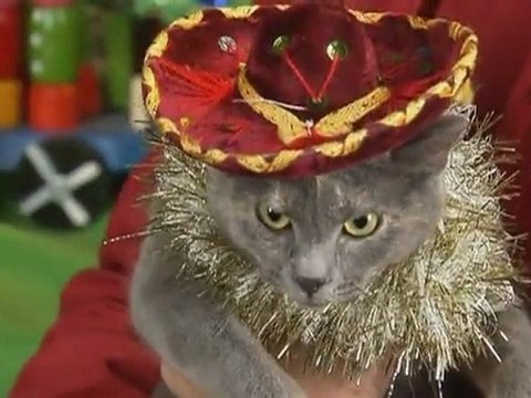 Jingle Cats brings a feline navidad for 2011 holidays
