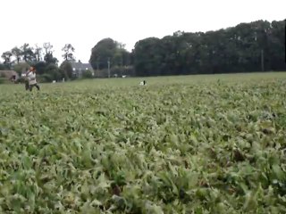 Entraînement chien concours