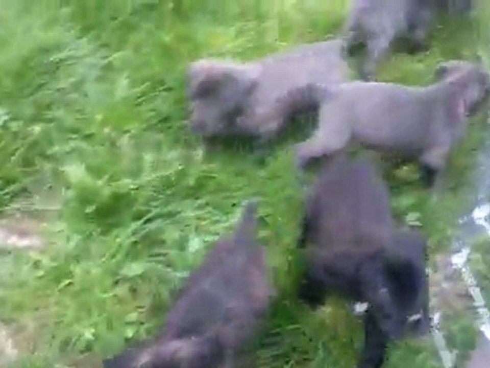 1er sortie des chiots Monster et Fidji