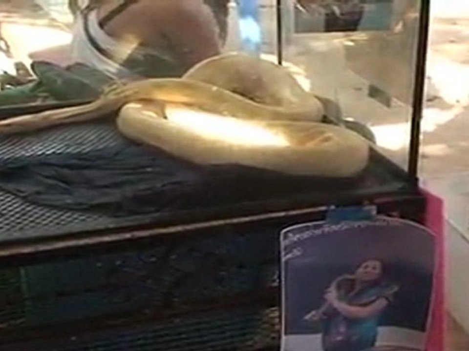 Niños contra serpientes, reclamo turístico de una aldea tailandesa