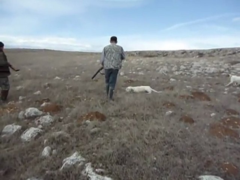 Mustang Çil Manke--K.AVCI