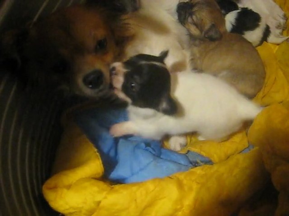peluche et gana