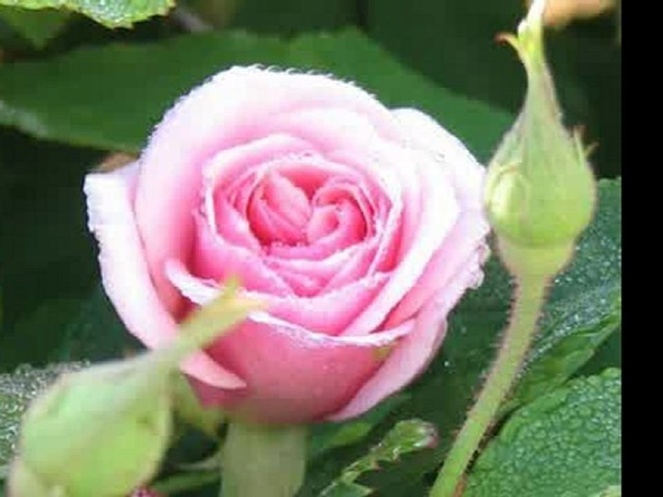 EUFAB 11412 Fahrradträger BIKE THREE