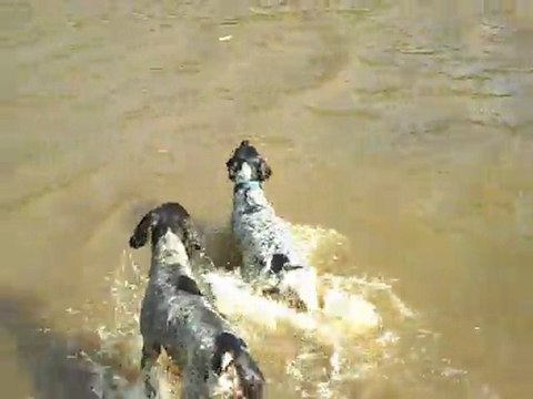 Ferma Kurzhaar Kennel Dalgıç Kurzhaar