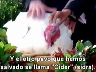 El perdón de Obama al pavo de acción de gracias