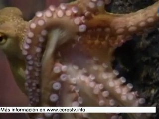 El pulpo Paul ya tiene sucesor