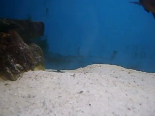 Tropheus kaçak yavru