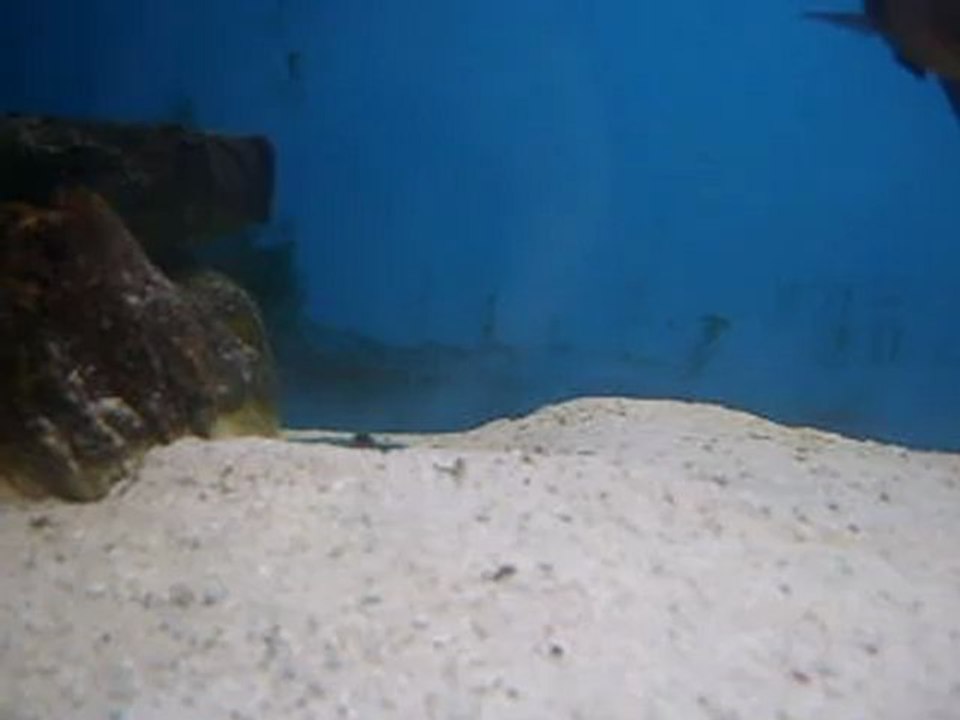 Tropheus kaçak yavru