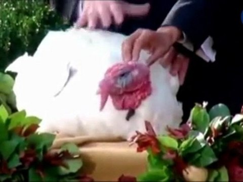 President Obama pardons turkey