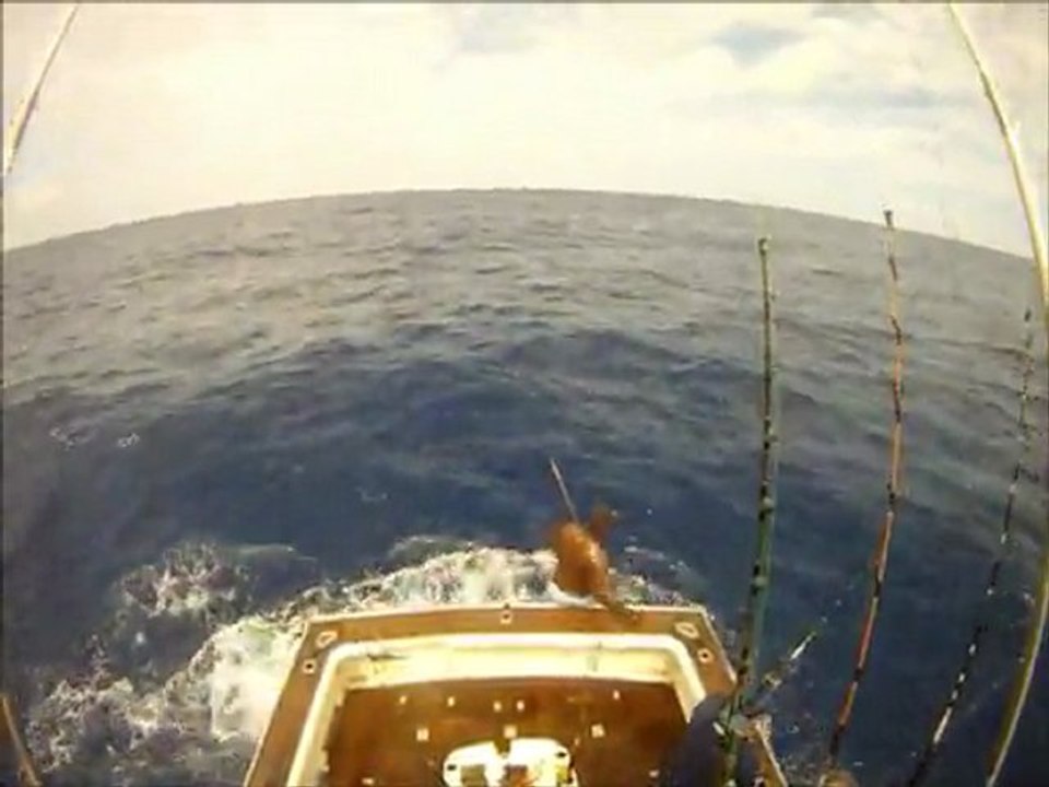 Dolphinfish on ultra light tackle escapes