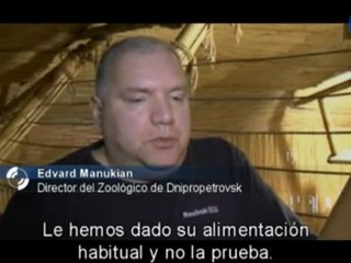 Un cocodrilo que se comió un teléfono móvil y no levanta cabeza...