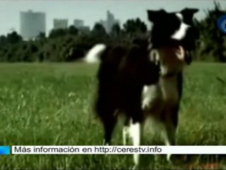 La lucha de Carreras contra la leucemia